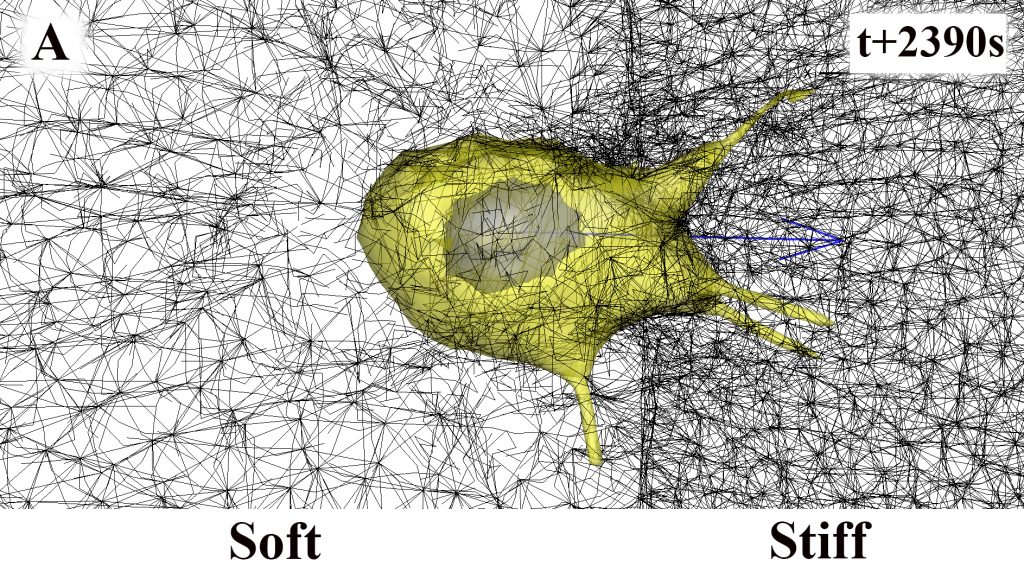 Computational Modeling Of Three Dimensional ECM Rigidity Sensing To